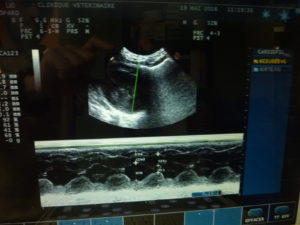 Imagerie - echographie